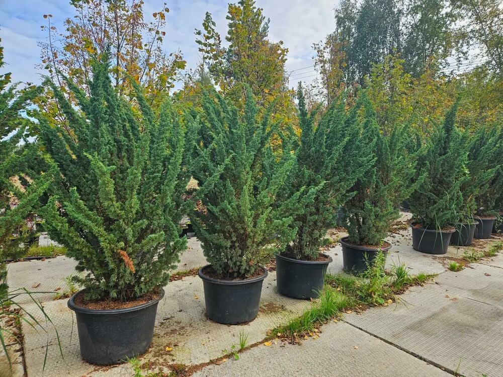 Можжевельник китайский Блаув (Juniperus chinensis 'Blaauw')
