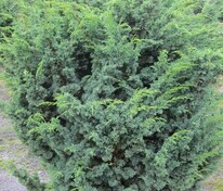 Можжевельник китайский Блаув (Juniperus chinensis 'Blaauw')