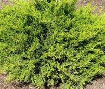 Можжевельник китайский Изабелин (Juniperus chinensis 'Izabelin')