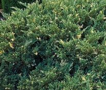 Можжевельник китайский Экспанса Аурео (Juniperus chinensis 'Expansa Aureo')