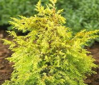 Можжевельник обыкновенный Голд Кон (Juniperus communis 'Gold Cone')