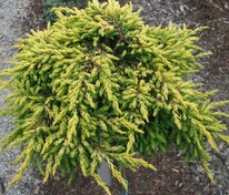 Можжевельник обыкновенный Голдшатц (Juniperus communis 'Goldschatz')