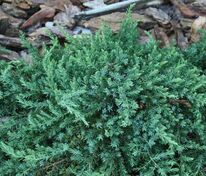 Можжевельник обыкновенный Гринмантл (Juniperus communis 'Greenmantle')