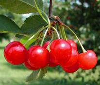 Вишня Фея (Prunus cerasus 'Feya')