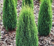 Можжевельник обыкновенный Компресса (Juniperus communis 'Compressa')