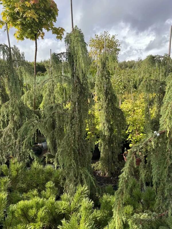 Можжевельник обыкновенный Хорстманн (Juniperus communis 'Horstmann')