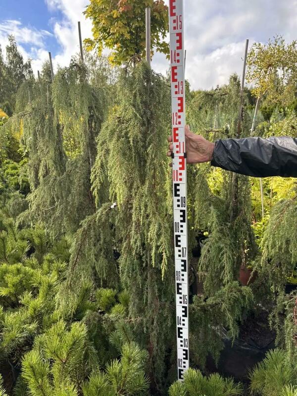 Можжевельник обыкновенный Хорстманн (Juniperus communis 'Horstmann')