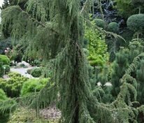 Можжевельник обыкновенный Хорстманн (Juniperus communis 'Horstmann')