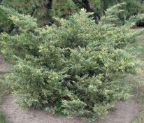 Можжевельник средний Блю энд Голд (Juniperus × pfitzeriana 'Blue and Gold')