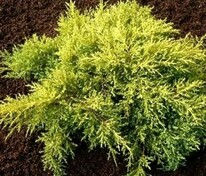 Можжевельник средний Мордиган Голд (Juniperus × pfitzeriana 'Mordigan Gold')