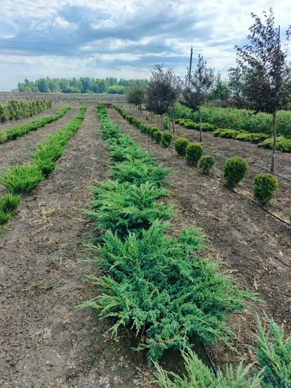 Можжевельник чешуйчатый Блю Свид (Juniperus squamata 'Blue Swede')