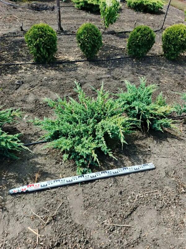 Можжевельник чешуйчатый Блю Свид (Juniperus squamata 'Blue Swede')