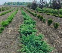 Можжевельник чешуйчатый Блю Свид (Juniperus squamata 'Blue Swede')