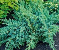 Можжевельник чешуйчатый Блю Свид (Juniperus squamata 'Blue Swede')