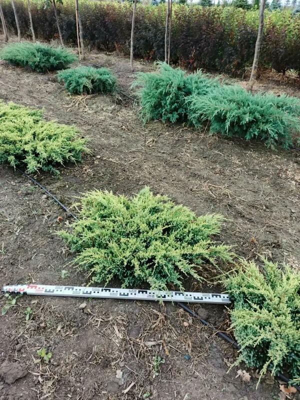 Можжевельник чешуйчатый Дрим Джой (Juniperus squamata 'Dream Joy')