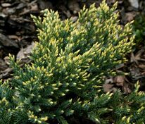 Можжевельник чешуйчатый Дрим Джой (Juniperus squamata 'Dream Joy')