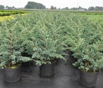 Можжевельник чешуйчатый Мейери (Juniperus squamata 'Meyeri')