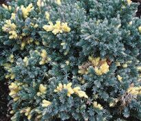 Можжевельник чешуйчатый Флореант (Juniperus squamata 'Floreant')