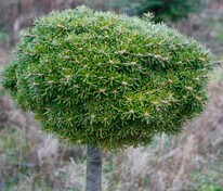 Пихта корейская Кристалкюгель (Abies koreana 'Kristallkugel')