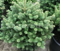 Пихта корейская Молли (Abies koreana 'Molli')