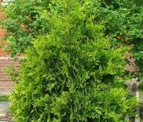 Туя западная Ауреоспиката (Thuja occidentalis 'Aureospicata')