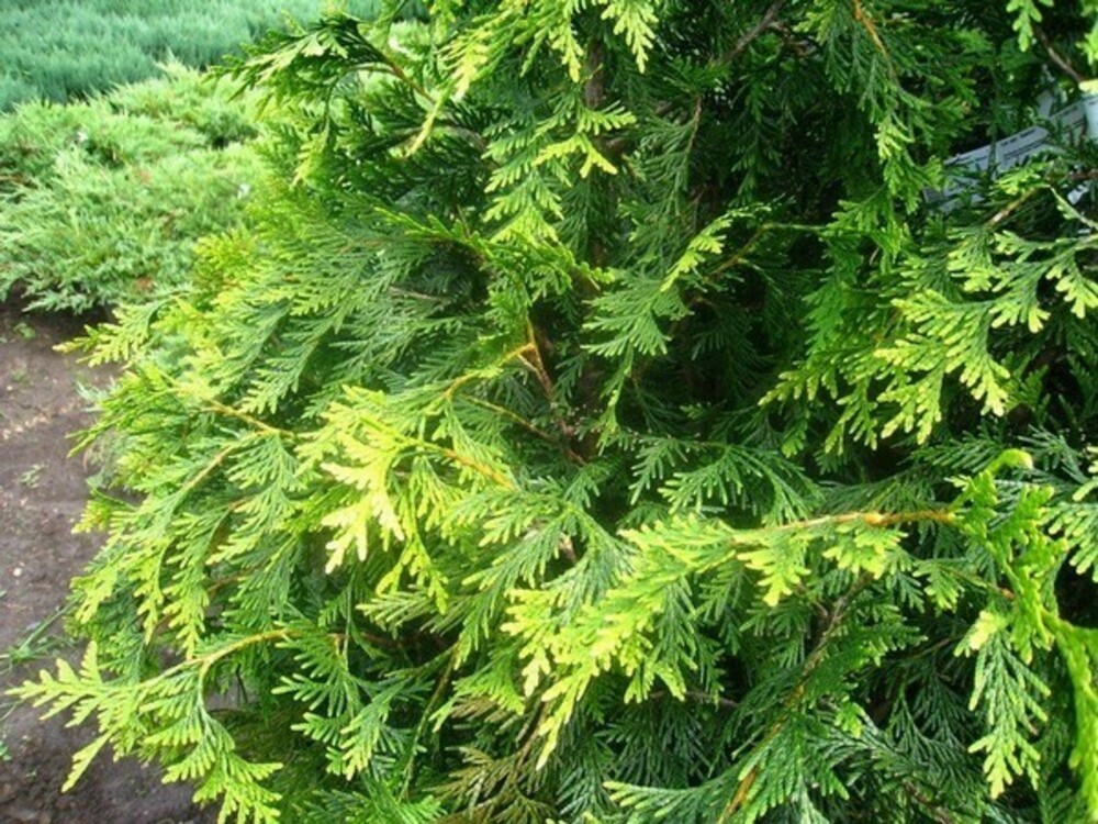 Туя западная Ваксен (Thuja occidentalis 'Waxen')