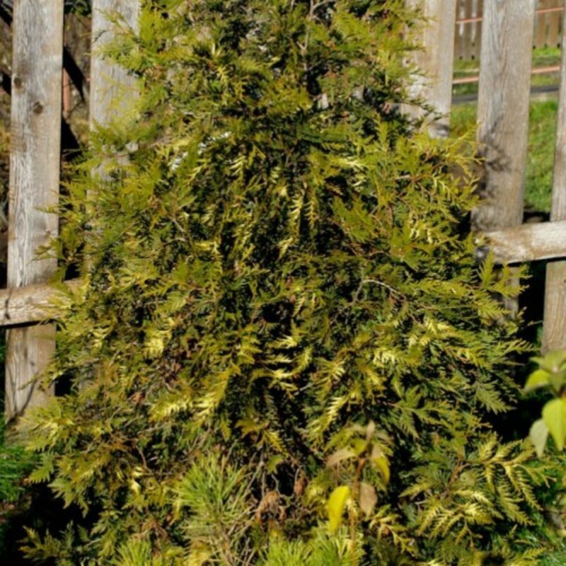 Туя западная Ваксен (Thuja occidentalis 'Waxen')