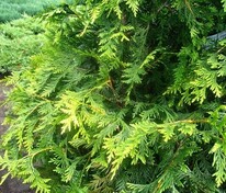 Туя западная Ваксен (Thuja occidentalis 'Waxen')