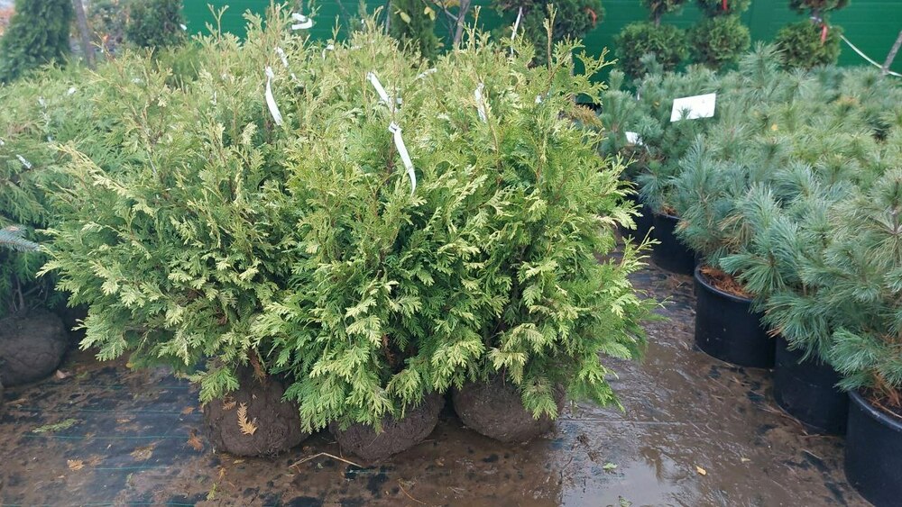 Туя западная Вареана (Thuja occidentalis 'Wareana')