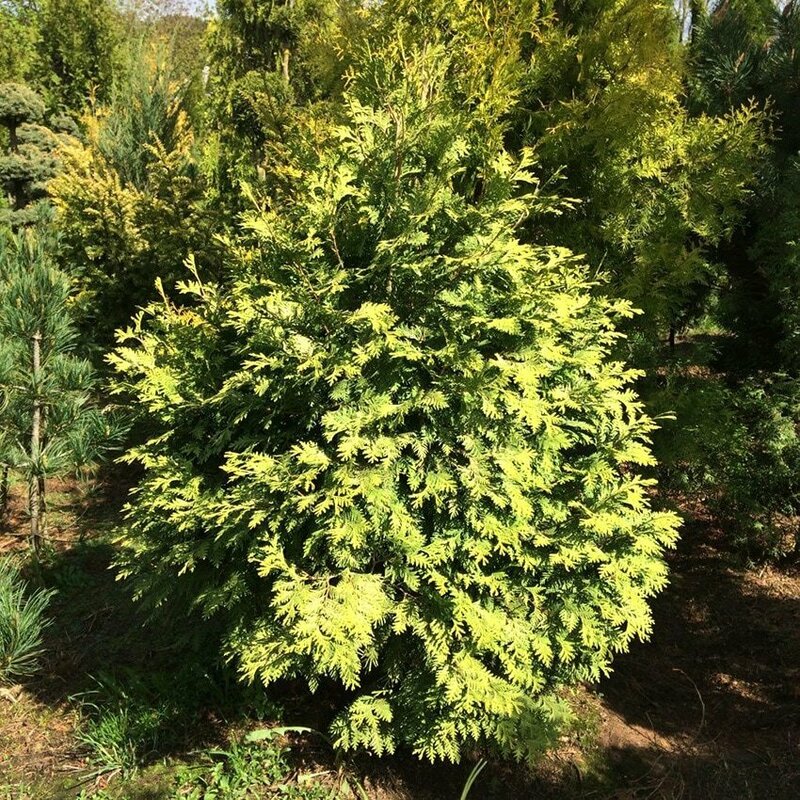 Туя западная Вареана (Thuja occidentalis 'Wareana')