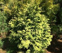 Туя западная Вареана (Thuja occidentalis 'Wareana')