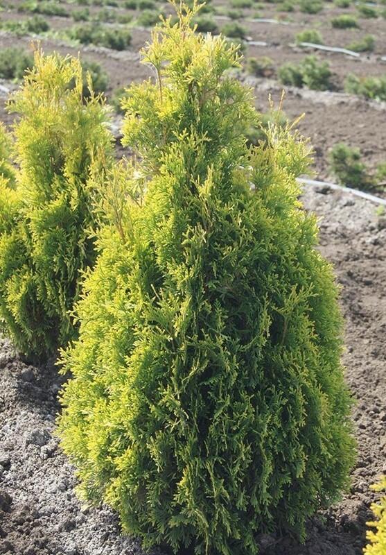 Туя западная Голден Анна (Thuja occidentalis 'Golden Anne')