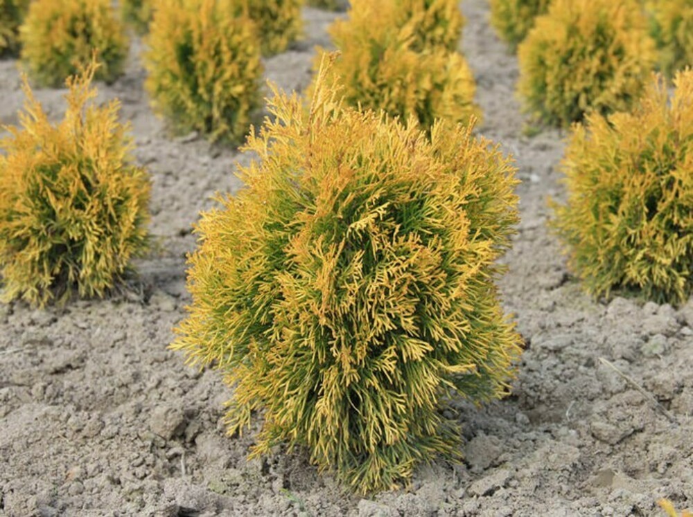 Туя западная Голден Анна (Thuja occidentalis 'Golden Anne')