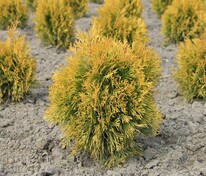Туя западная Голден Анна (Thuja occidentalis 'Golden Anne')