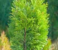 Туя западная Тип Топ (Thuja occidentalis 'Tip Top')