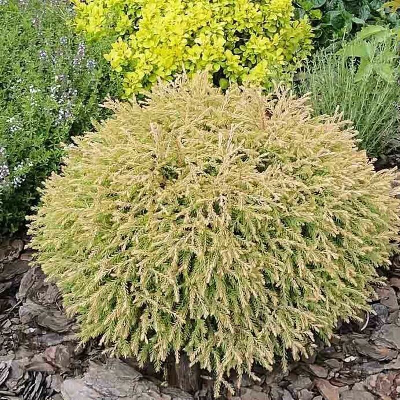 Туя западная Голден Таффет (Thuja occidentalis 'Golden Tuffet')