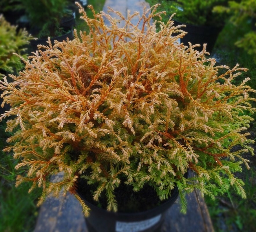 Туя западная Голден Таффет (Thuja occidentalis 'Golden Tuffet')