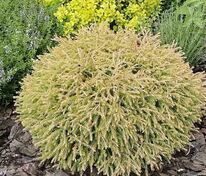 Туя западная Голден Таффет (Thuja occidentalis 'Golden Tuffet')