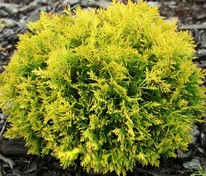 Туя западная Давид (Thuja occidentalis 'David')