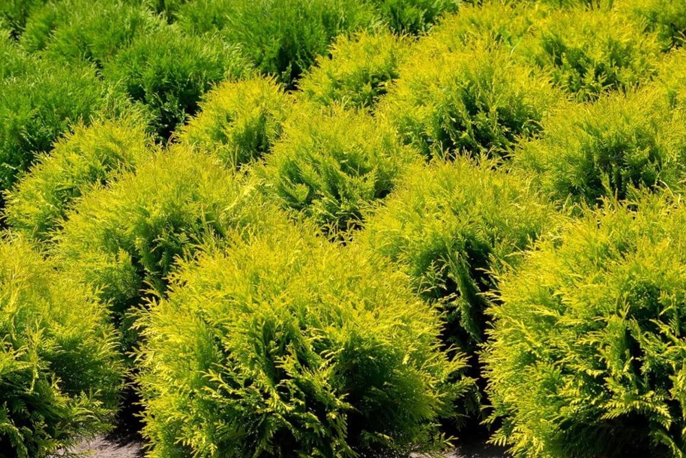 Туя западная Даника Ауреа (Thuja occidentalis 'Danica Aurea')