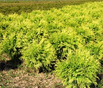Туя западная Даника Ауреа (Thuja occidentalis 'Danica Aurea')