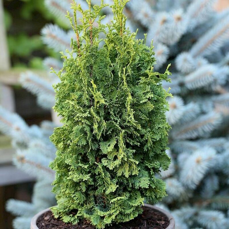Туя западная Зматлик (Thuja occidentalis 'Zmatlik')