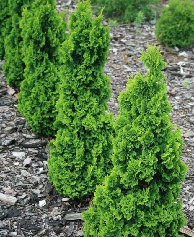 Туя западная Зматлик (Thuja occidentalis 'Zmatlik')