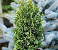 Туя западная Зматлик (Thuja occidentalis 'Zmatlik')