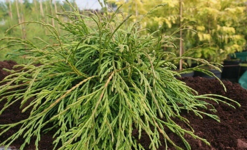Туя западная Кагер Бьюти (Thuja occidentalis 'Kager's Beauty')