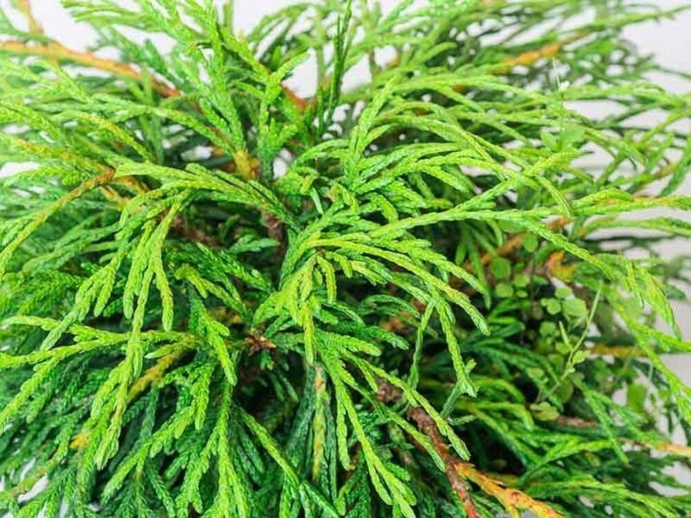 Туя западная Кагер Бьюти (Thuja occidentalis 'Kager's Beauty')