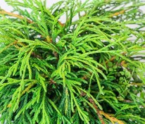 Туя западная Кагер Бьюти (Thuja occidentalis 'Kager's Beauty')