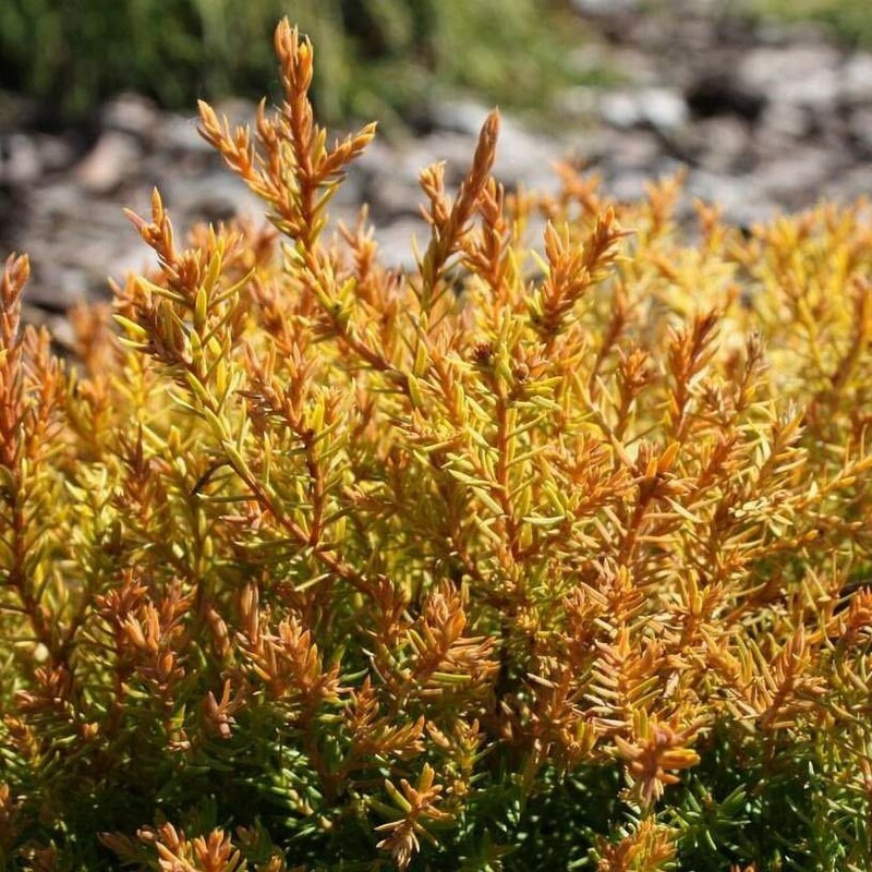 Туя западная Клот оф Голд (Thuja occidentalis 'Cloth of Gold')