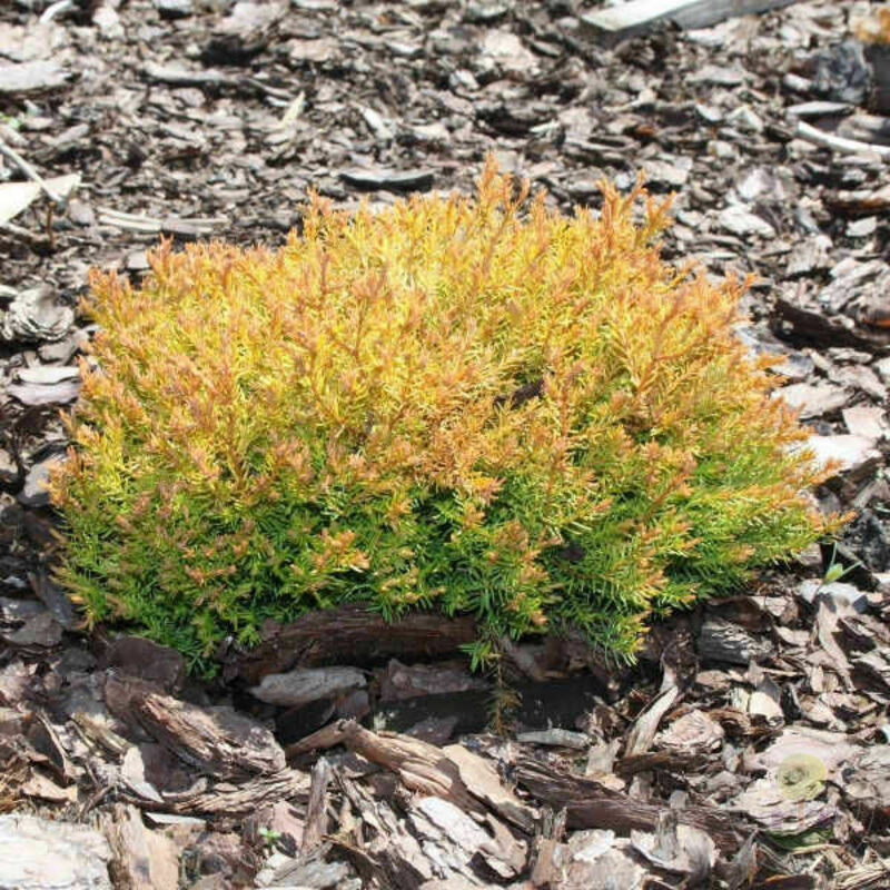 Туя западная Клот оф Голд (Thuja occidentalis 'Cloth of Gold')