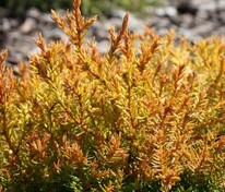 Туя западная Клот оф Голд (Thuja occidentalis 'Cloth of Gold')